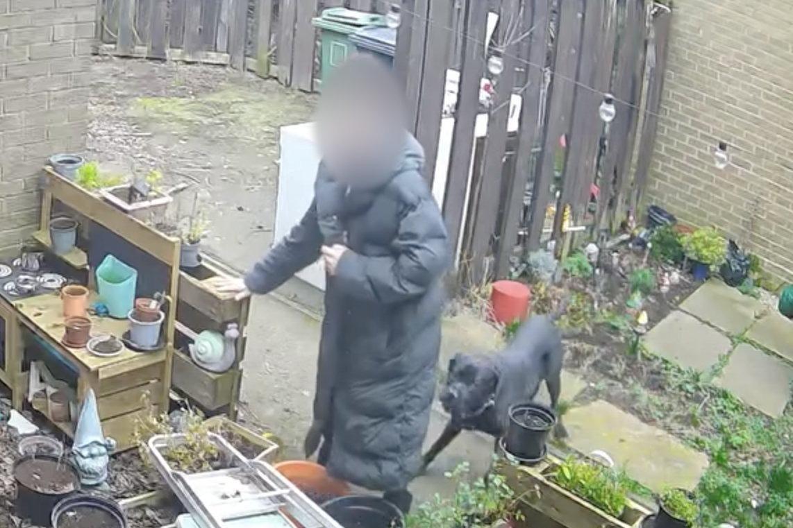 Man has ‘lucky escape’ after neighbour’s Cane Corso bit his neck