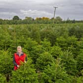 Christmas tree grower George Grant, estate manager at Stockeld Park near Wetherby.   Picture Tony Johnson