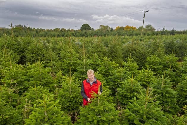 Christmas tree grower George Grant, estate manager at Stockeld Park near Wetherby.   Picture Tony Johnson