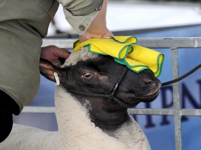 A sheep getting cleaned down ready for the show