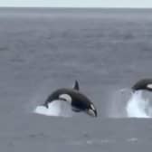 Two killer whales photographed in the northern North Sea in 2015
