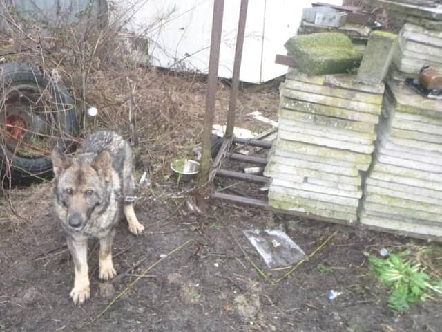 Man banned from keeping dogs after disgusting treatment of German Shepherds in Yorkshire
Tina pictured