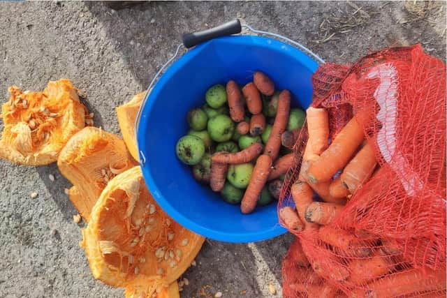 Apples, carrots and pumpkin - given to the turkeys on John Wright's farm