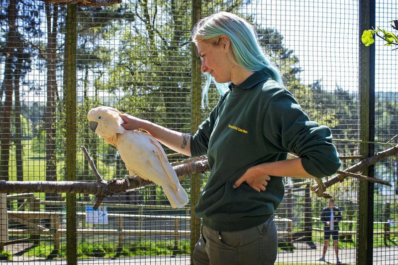 Bird keeper Aby Crake with an umbrella cockatoo at the bird garden at Harewood House near Leeds which is celebrating its 50th anniversary. . Picture Tony Johnson