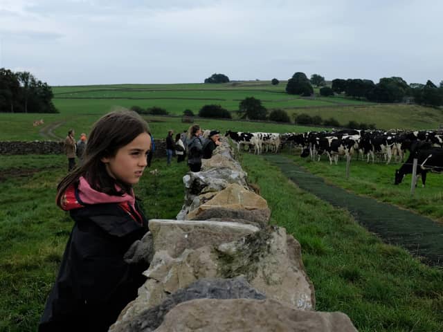 A girl looks on as cows are led home for milking during a public tour at Raisgill Hall Farm near Tebay.