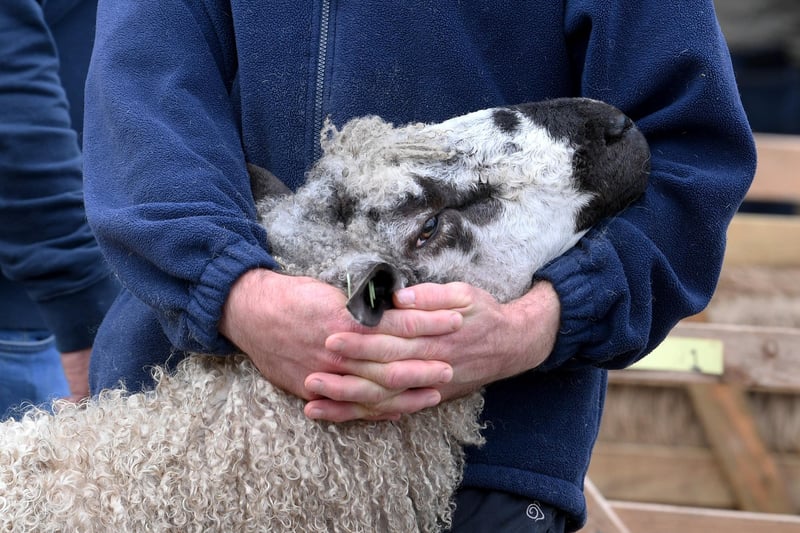 A sheep is being hugged.