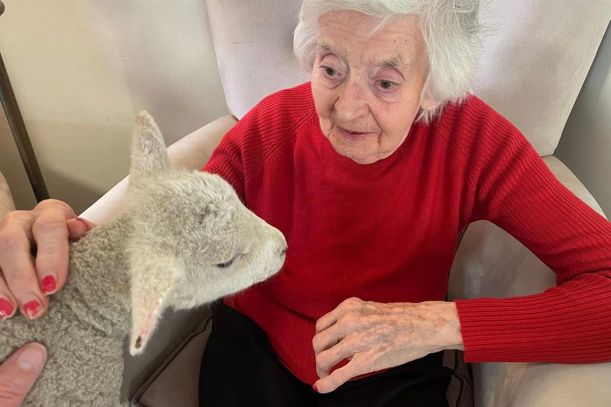 Samantha Roe Residents at local care home are visited by lambs
