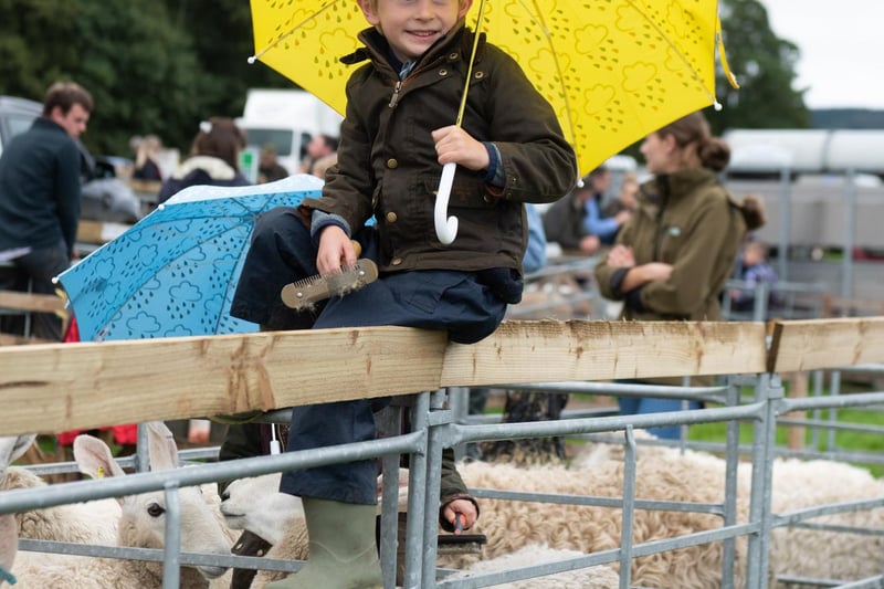 Young sheep farmer Hew Mechie, aged 6, of Middleham, tries to keeps dry from the rain showers whilst sat amongst the Border Leicesters