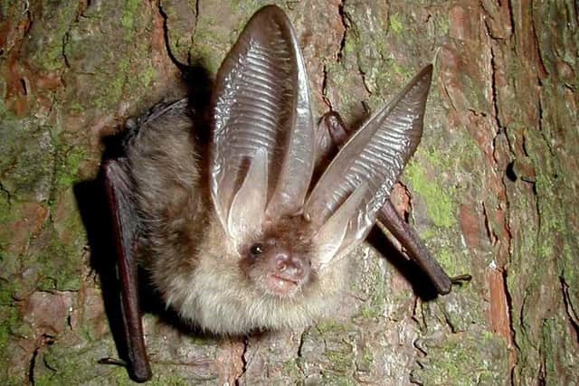 A Brown long-eared bat, Plecotus auritus.