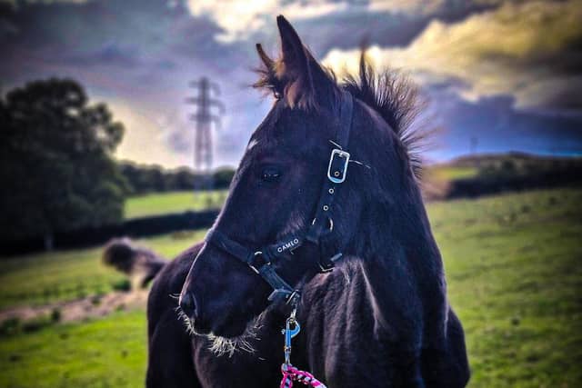 King: lost his life after being spooked by fireworks
