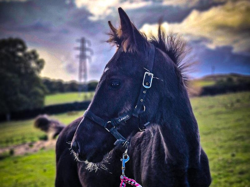 King: lost his life after being spooked by fireworks