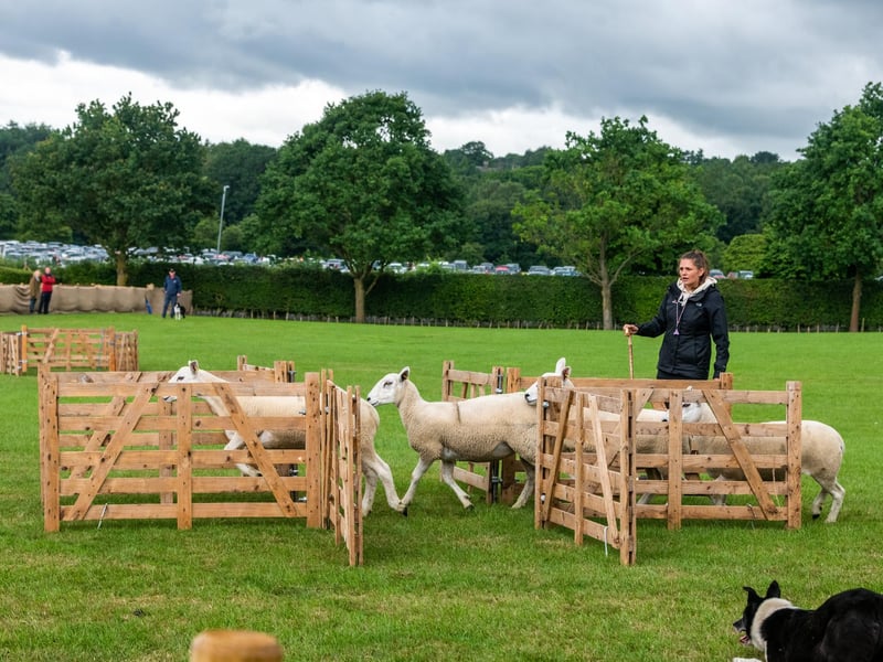 Chloe Cropper, with her dog Jaxx, taking part in the sheepdog trials
