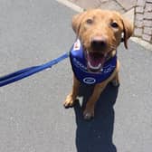 Trainee support dog Chris is set to change a life.