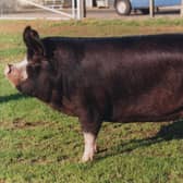 The Rare Breed Survival Trust says that British Pig Association data shows declining numbers overall for the Priority category pig breeds, including the Berkshire pig.