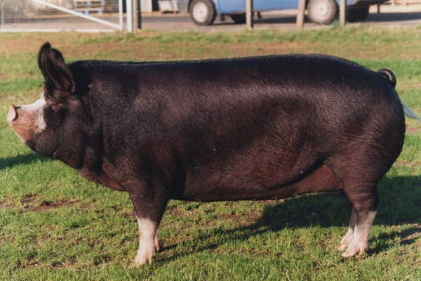The Rare Breed Survival Trust says that British Pig Association data shows declining numbers overall for the Priority category pig breeds, including the Berkshire pig.