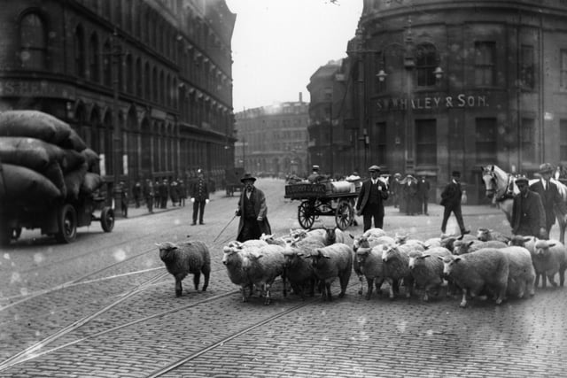 July 1921:  A herd of sheep in Leeds Road, Bradford.  (Photo by Topical Press Agency/Getty Images)