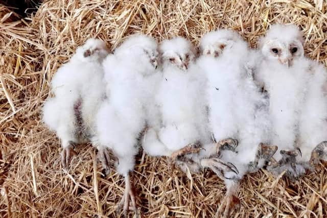 Welcome to Yorkshire: The five newborn owlets
