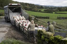Sheep farmers at work in Yorkshire. Farming in the region is being covered in a series of radio broadcasts aiming to highlight the work of farmers and food produce from Yorkshire.