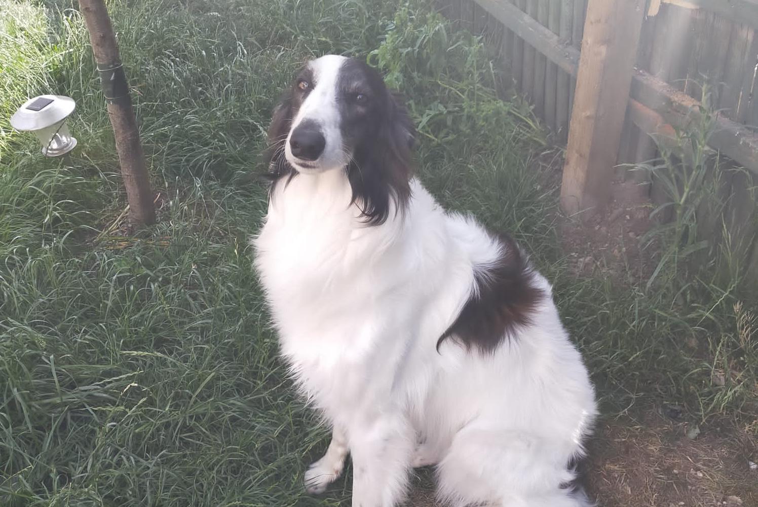 Owner of three dogs sought as woman's dog is attacked and killed on ...