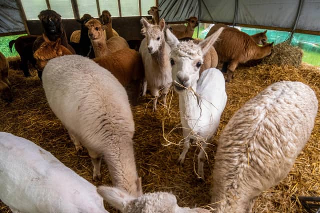 Tickhill Alpacas, Doncaster, had their annual visit from a professional Alpaca shearer. Picture By Yorkshire Post Photographer, James Hardisty.