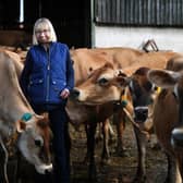 Helen Stanier with her Jersey herd at Grey Leys Farm, Elvington.