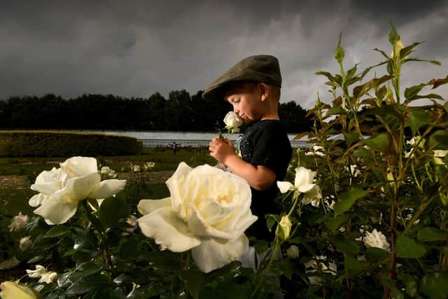 A young boy from Leeds pictured amongst the White Roses, in the Rose Garden at Temple Newsam, Leeds, for Yorkshire Day. PIC: Simon Hulme