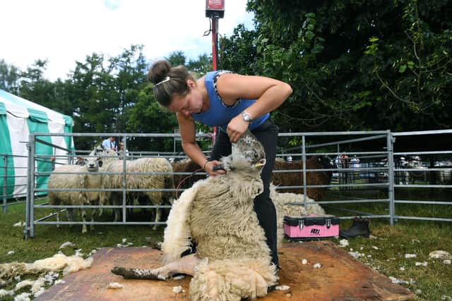 Anna Hall sheep shearing. She has been shortlisted for a national Young Farmers award.
Picture : Jonathan Gawthorpe