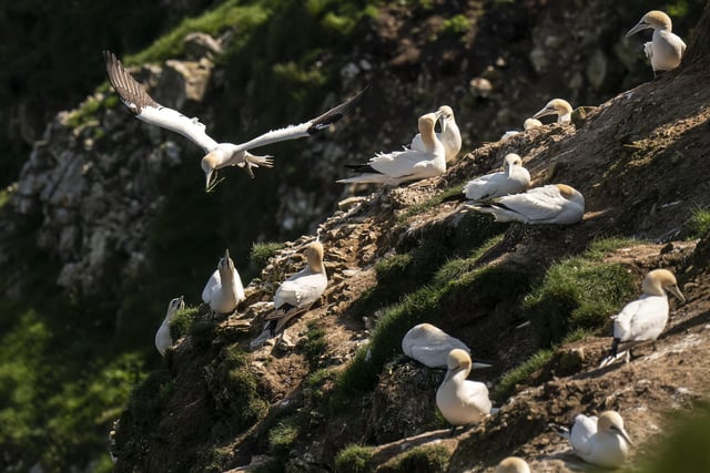 A Gannet gathers nesting material at Bempton Cliffs in Yorkshire where around 500,000 seabirds flock to the chalk cliffs to find a mate and raise their young.  Photo credit: Danny Lawson/PA Wire