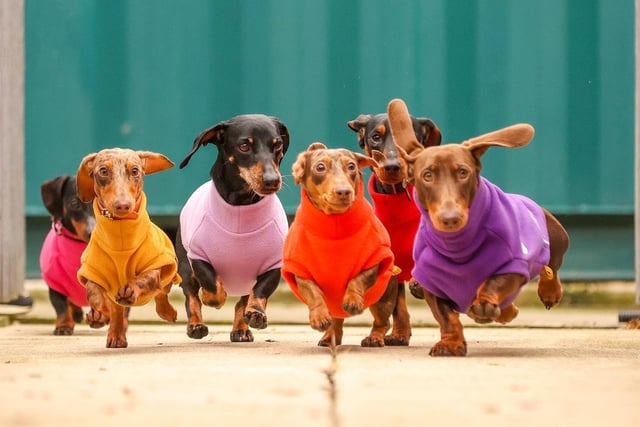 There were 10 dachshunds competing at HECK’s race.