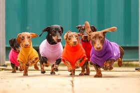 There were 10 dachshunds competing at HECK’s race.