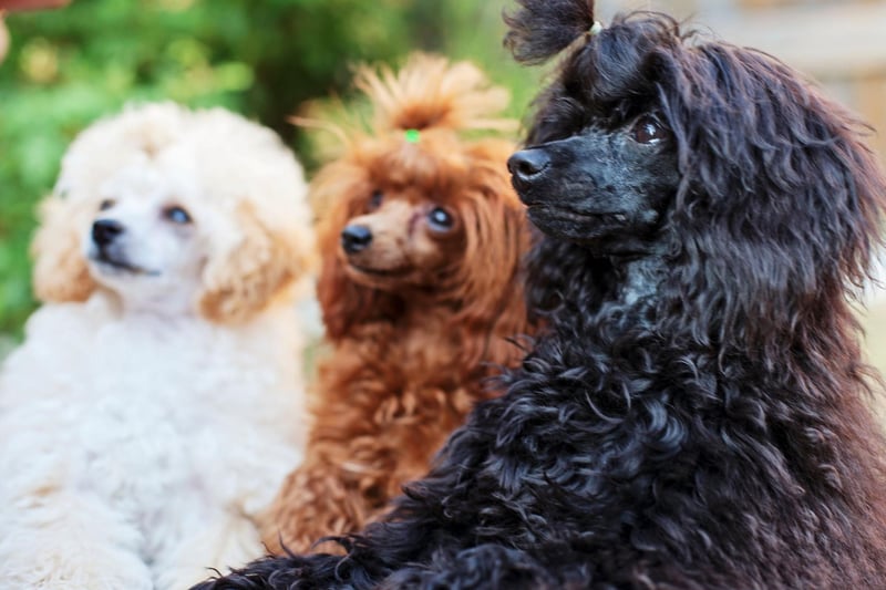 There are three types of pedigree poodle: standard, miniature, and toy. Standard are the largest, then goes miniature, then toy at a teensy 24-28cm tall. They are all, however, classified as utility dogs by the UK Kennel Club.