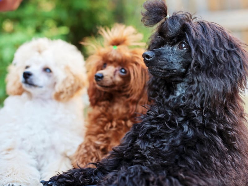 There are three types of pedigree poodle: standard, miniature, and toy. Standard are the largest, then goes miniature, then toy at a teensy 24-28cm tall. They are all, however, classified as utility dogs by the UK Kennel Club.
