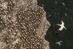 Nesting gannets at Bempton Cliffs in Yorkshire where around 500,000 seabirds flock to the chalk cliffs to find a mate and raise their young. Photo credit: Danny Lawson/PA Wire