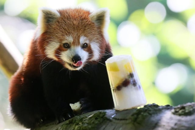Surprisingly, the red panda is not actually related to the giant panda, but more genetically connected to racoons; they are both native to China. Whilst red pandas are more commonly found in the Himalayan mountains, some have been taken to the Flamingo Land zoo in Malton where you can visit and observe them in their natural habitat.