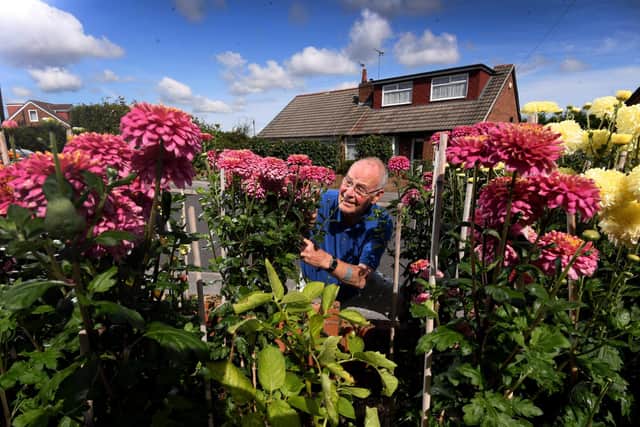 Brian Sidebottom from the Spen Valley Panton and Chrysanthemum Society, Pictured with his blooms at his garden at Gildersome, Leeds. Picture taken by Yorkshire Post Photographer Simon Hulme 31st August 2023



