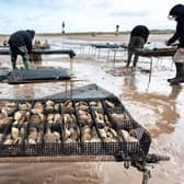 Wilder Humber - Oyster nets being secured to trestles at Spurn