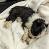 Despite the best efforts of veterinary staff, the puppy became unresponsive and sadly the vet made the decision to put the pet to sleep to end his suffering.