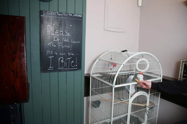 Louis, the pub African Grey at the Nailmakers Arms in Norton, Yorkshire, has picked up a string of foul words including he F-word, which has led to landlord Andy Ashby having to place a warning notice at the bar near the vulgar bird