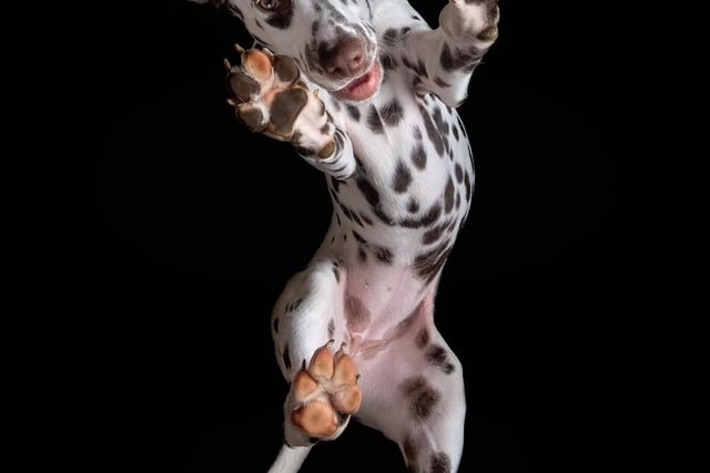 A dog photographer captures funny images of pooches - from underneath glass. Colin Crowdey, 57, has got tails wagging with his adorable 'underdog' photos. He usually takes more traditional dog photos but Colin is well known for his special under glass pics he offers once or twice a year.