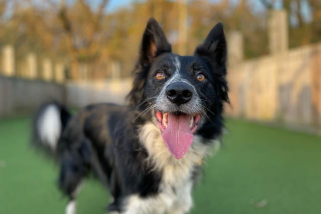 Male - Border Collie - aged 2-5. Wallace needs to be around adults (where there are no visiting kids) and the only pet in the home.