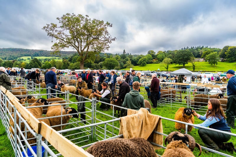 Judging of the Local Dalesbreds at Bewerley Park