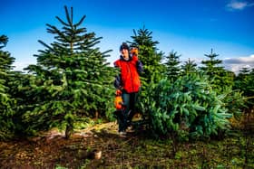 Stockeld Park, one the major Christmas Trees suppliers in the North of England. (Pic credit: James Hardisty)
