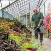 Head gardener Mick Jakeman waters the national collection of coleus in the hothouse at Temple Newsam's Walled Garden in Leeds photographed for the Yorkshire Post by Tony Johnson. 20th June 2023