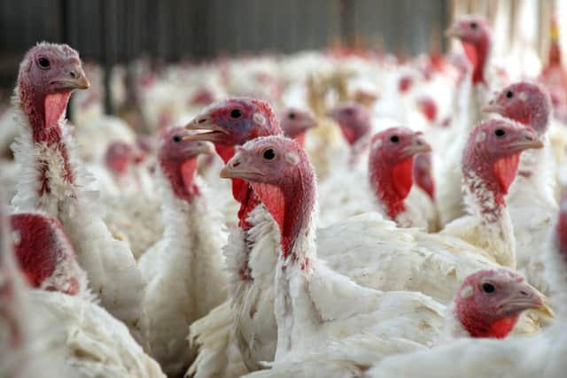 Over 10,000 turkeys have been culled on a Yorkshire farm