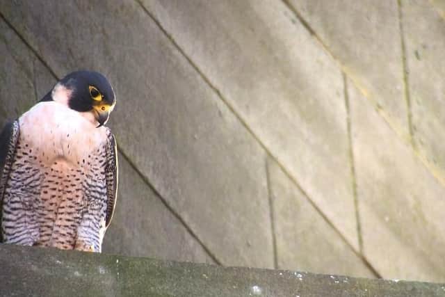 Adult Peregrine Falcon - photo credit Paul Wheatley