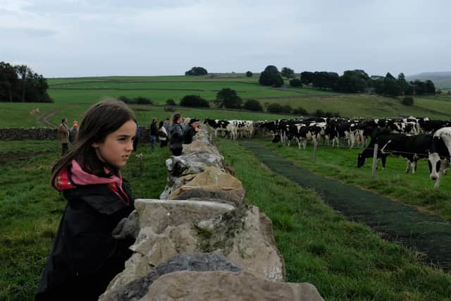 A girl looks on as cows are led home for milking during a public tour at Raisgill Hall Farm near Tebay in the Westmoreland Dales.