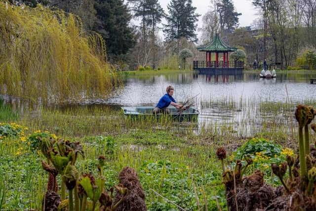 Garden supervisor Jago Wallace paddles in a boat out to weed the lake in The Himalayan Garden & Sculpture Park near Ripon, photographed for The Yorkshire Post by Tony Johnson.