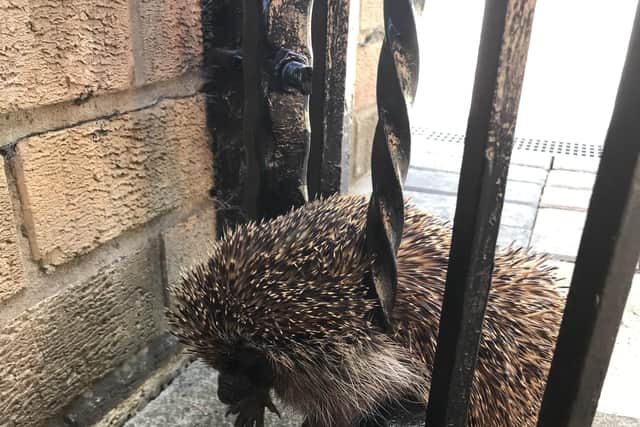 Wedgehog: RSPCA was called to rescue a hedgehog