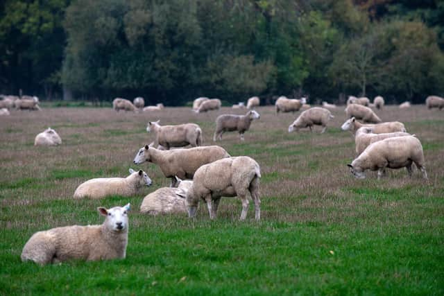Sheep grazing in a farm field. PIC: Bruce Rollinson