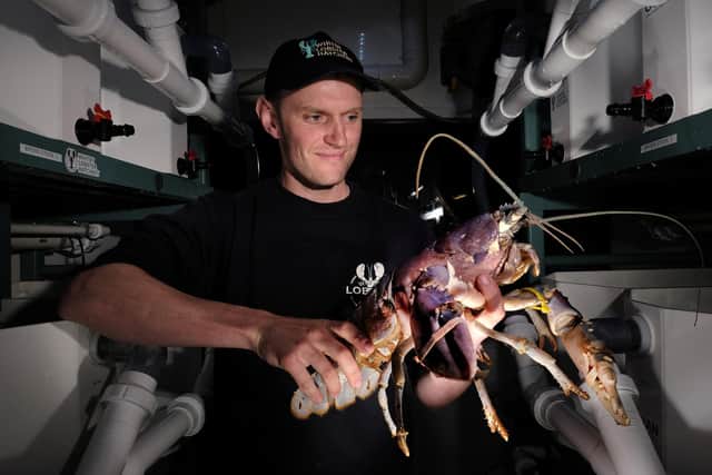 The Whitby Lobster Hatchery is set to expand thanks to a donation of £95,000 from the Woodsmith Foundation. Pictured is Hatchery owner and founder Joe Redfern (Photo supplied by Woodsmith Foundation)